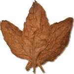 Burley Tobacco Pakistan