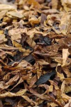 FCV Tobacco — Low Grades