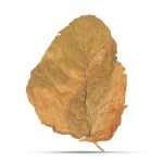 Rustica Tobacco Pakistan