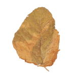 Rustica tobbaco