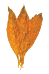 fired cured tabacco